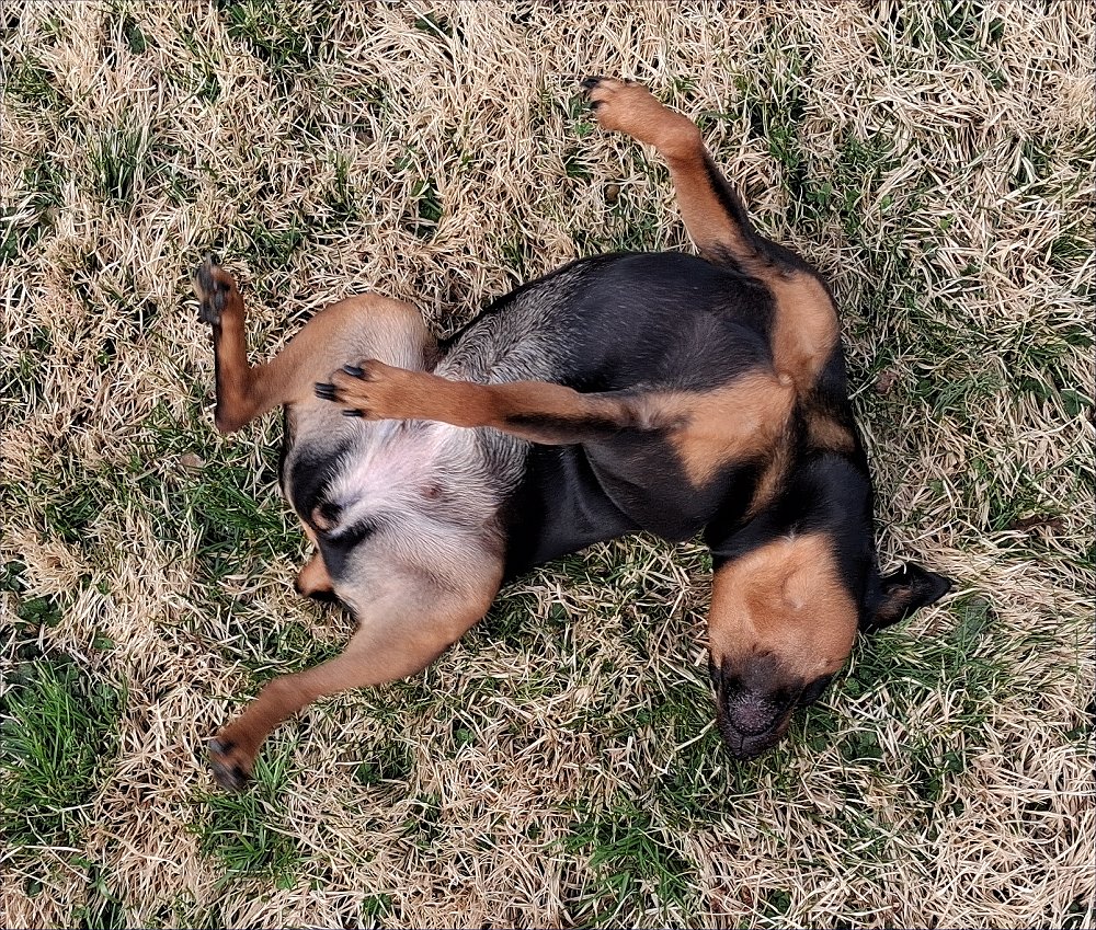 20260321_124805LGcrop.jpg (491804 bytes)