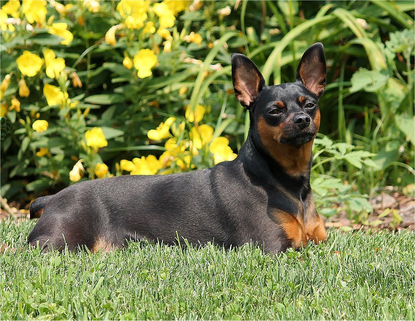 Aries2026.jpg (203259 bytes)