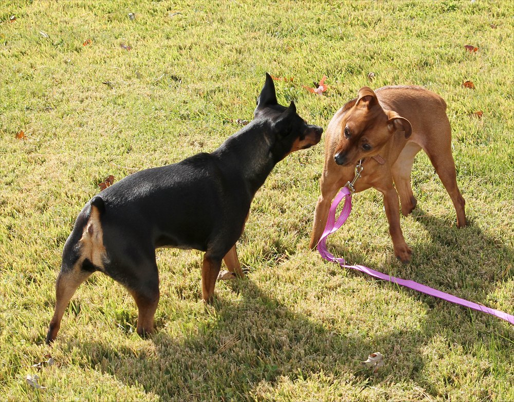 aries-chloeA.jpg (353621 bytes)