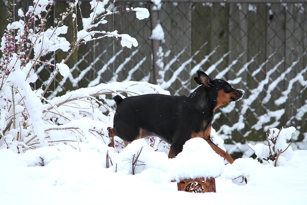 aries121425A.jpg (156371 bytes)