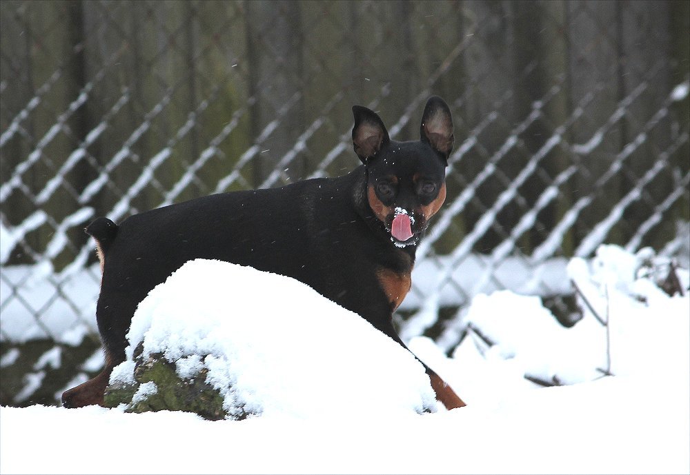 aries121425B.jpg (104451 bytes)