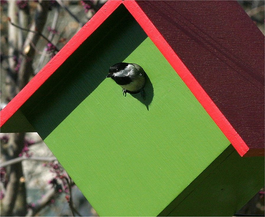 chickadee.jpg (164042 bytes)