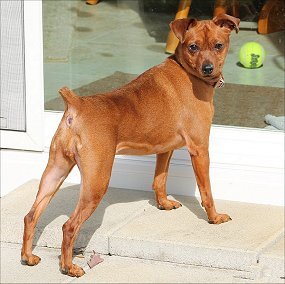 chloe-start.jpg (23464 bytes)