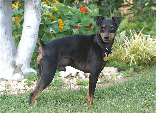 dogs 101 miniature pinscher