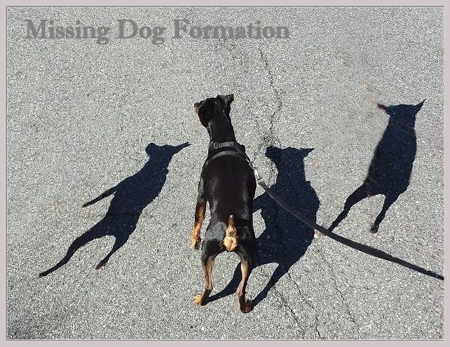 missing-dogs.jpg (156548 bytes)