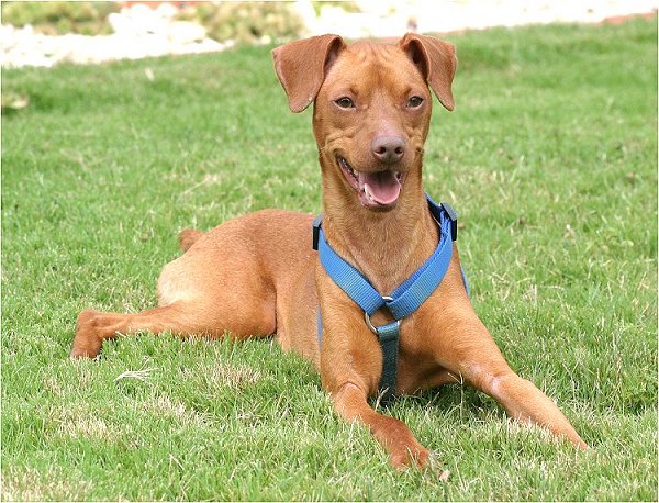 Big sales pinscher dog